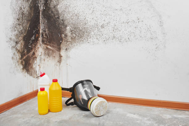 Best Mold Remediation for Schools in Big Rapids, MI