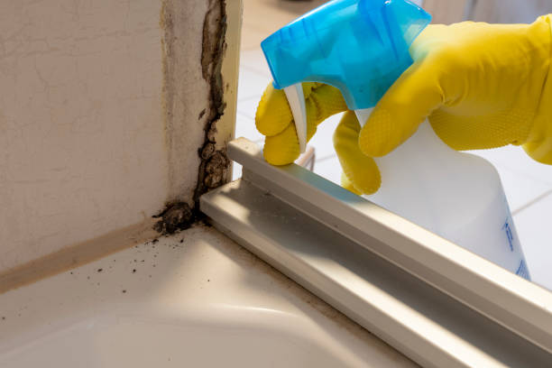 Best Emergency Mold Remediation in Big Rapids, MI