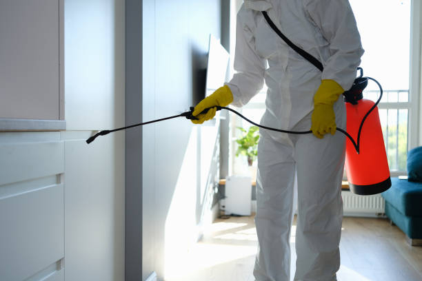 Best HVAC Mold Remediation in Big Rapids, MI