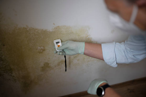Trusted Big Rapids, MI Mold Remediation Experts