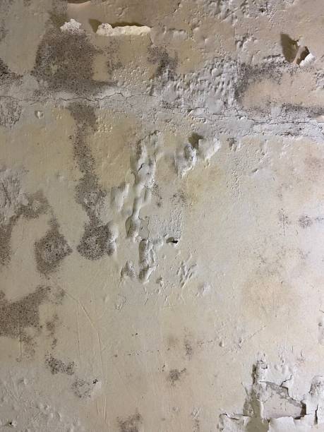 Best White Mold Remediation in Big Rapids, MI