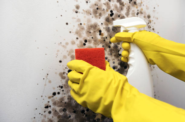 Best Residential Mold Remediation in Big Rapids, MI