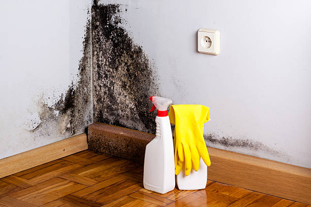 Best Post-Remediation Services in Big Rapids, MI