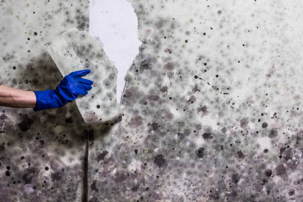 Best Preventive Mold Services in Big Rapids, MI
