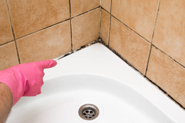 Trusted Big Rapids, MI Mold Remediation Experts
